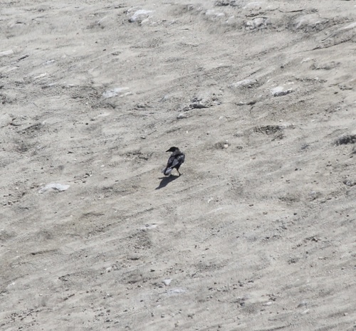 photo of American Crow (Corvus brachyrhynchos)