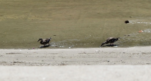 photo of Ducks, Geese, And Swans (Anatidae)