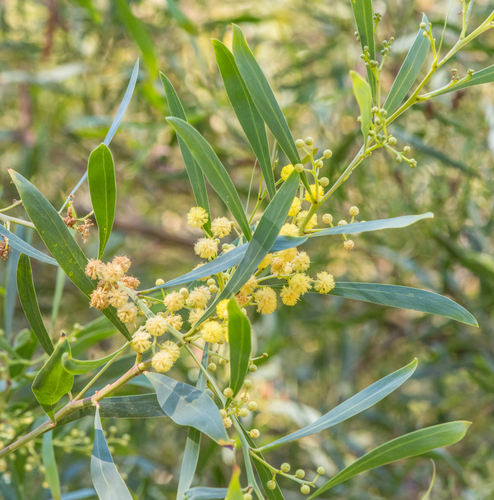 photo of Silver Wattle (Acacia retinodes)