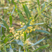 photo of Silver Wattle (Acacia retinodes)