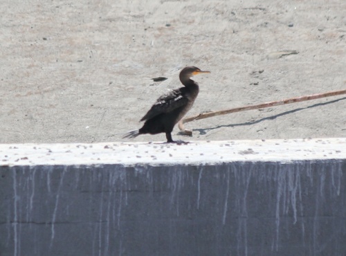 photo of Double-crested Cormorant (Phalacrocorax auritus)