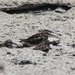 photo of Least Sandpiper (Calidris minutilla)