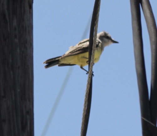 photo of Western Kingbird (Tyrannus verticalis)