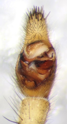 McCook's Split Wolf Spider