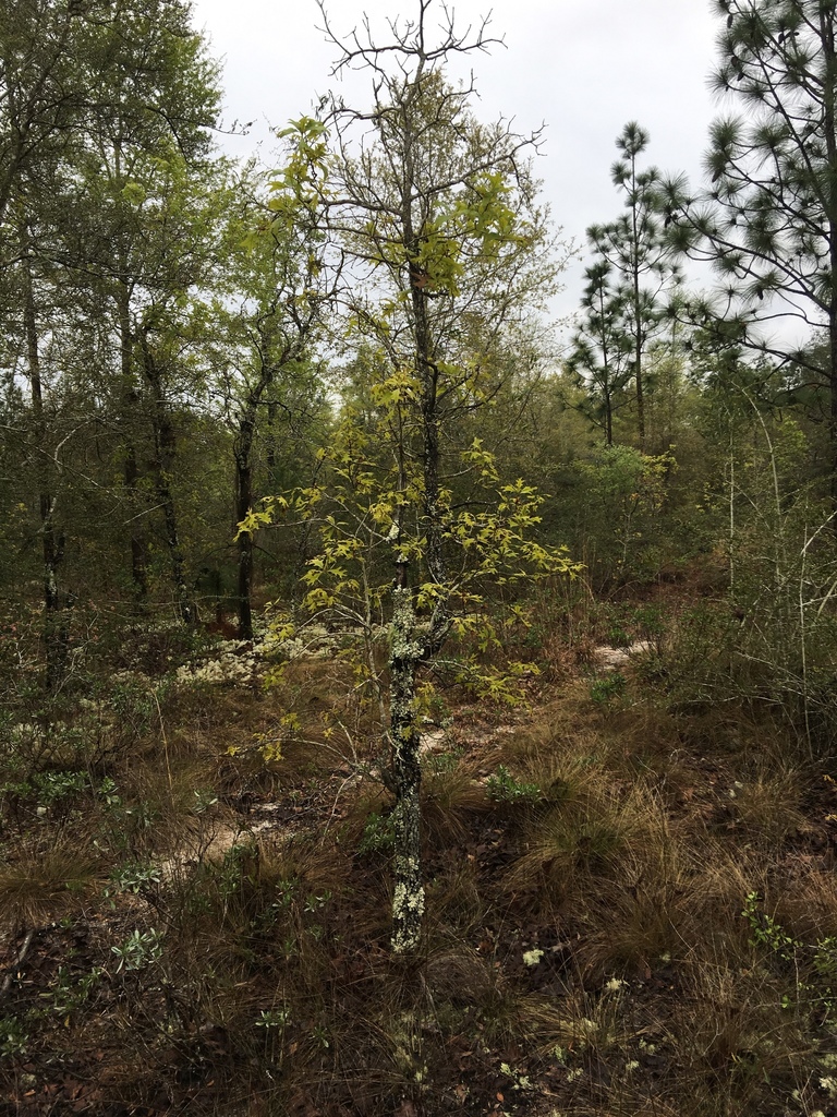 blackjack oak from 10233 Cowels Rd, Fountain, FL, US on March 30, 2018 at 1026 AM by James
