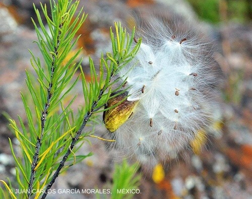 pineneedle milkweed