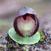 Slaty Helmet-Orchid - Photo (c) Adam, all rights reserved, uploaded by Adam