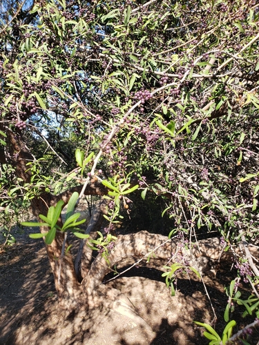 photo of Chilean Pepper Tree (Schinus polygama)