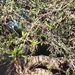 photo of Chilean Pepper Tree (Schinus polygama)
