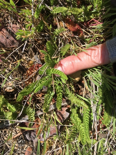 Santa Rosa Horkelia foliage