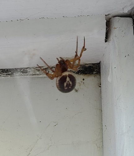 photo of False Widow Spiders (Steatoda)