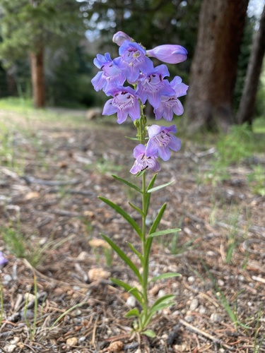 Penstemon virgatus