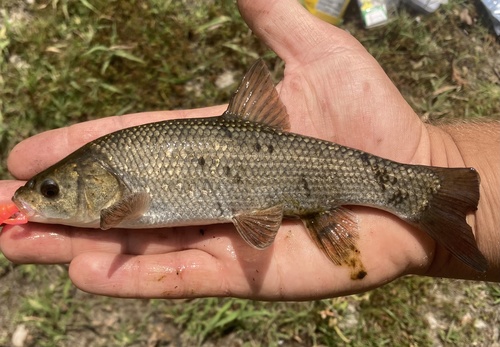 Tui Chub