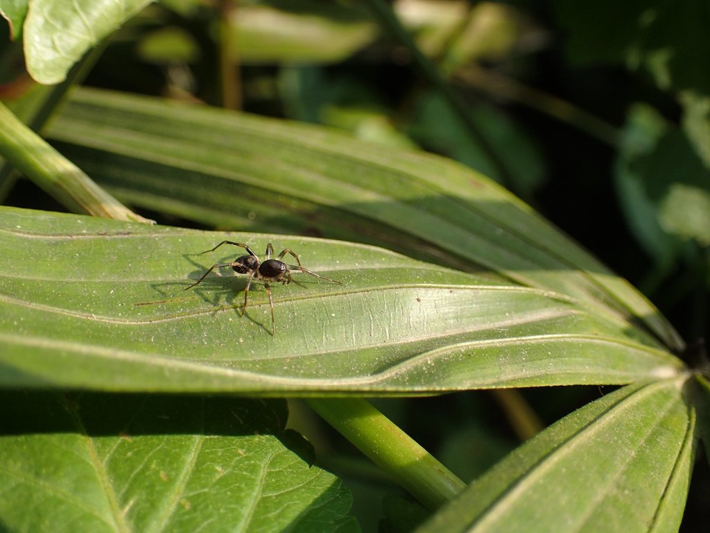 Mallinella shimojanai from Taipei, Taiwan on April 1, 2018 at 0353 PM