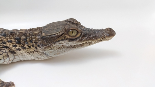Hall's New Guinea crocodile