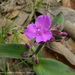 Tradescantia crassifolia acaulis - Photo (c) Juan Carlos Garcia Morales, all rights reserved, uploaded by Juan Carlos Garcia Morales