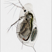 Daphniidae - Photo (c) Ian Gardiner, all rights reserved, uploaded by Ian Gardiner