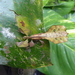 Pulchriphyllium agnesagamaae - Photo (c) nicola scatassi, todos los derechos reservados, uploaded by nicola scatassi