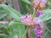 Swamp Loosestrife - Photo (c) lward, all rights reserved, uploaded by lward