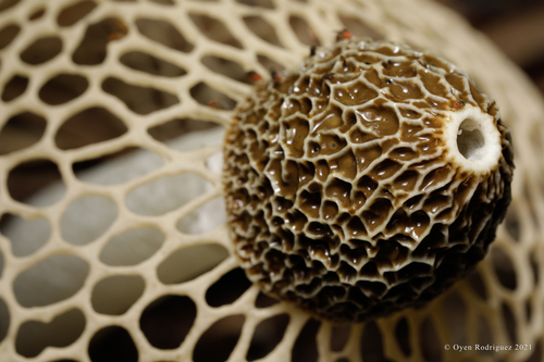 Phallus lutescens