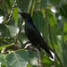 Asian Glossy Starling (Common) - Photo (c) Mike Hooper, all rights reserved, uploaded by Mike Hooper