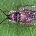 Foliaceous Lace Bug - Photo (c) gernotkunz, all rights reserved, uploaded by gernotkunz