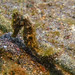 Observation photo