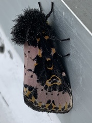 Xanthopastis regnatrix