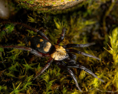 Callilepis
