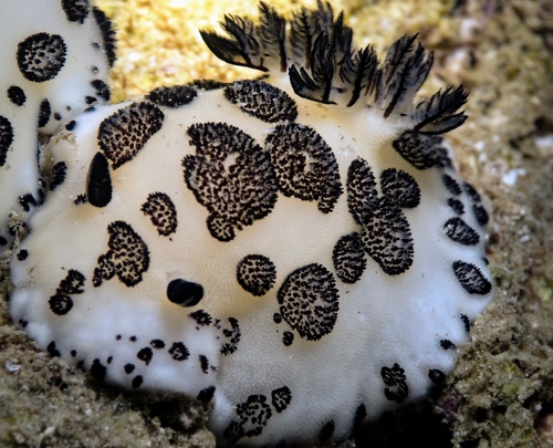 Mourning Dorid