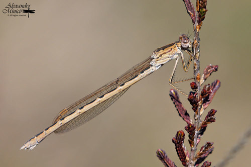 Siberian Winter Damsel