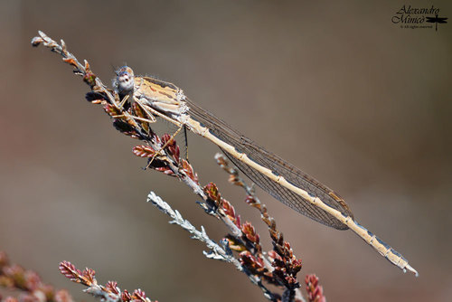 Siberian Winter Damsel