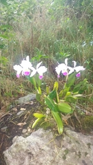 Cattleya mendelii image