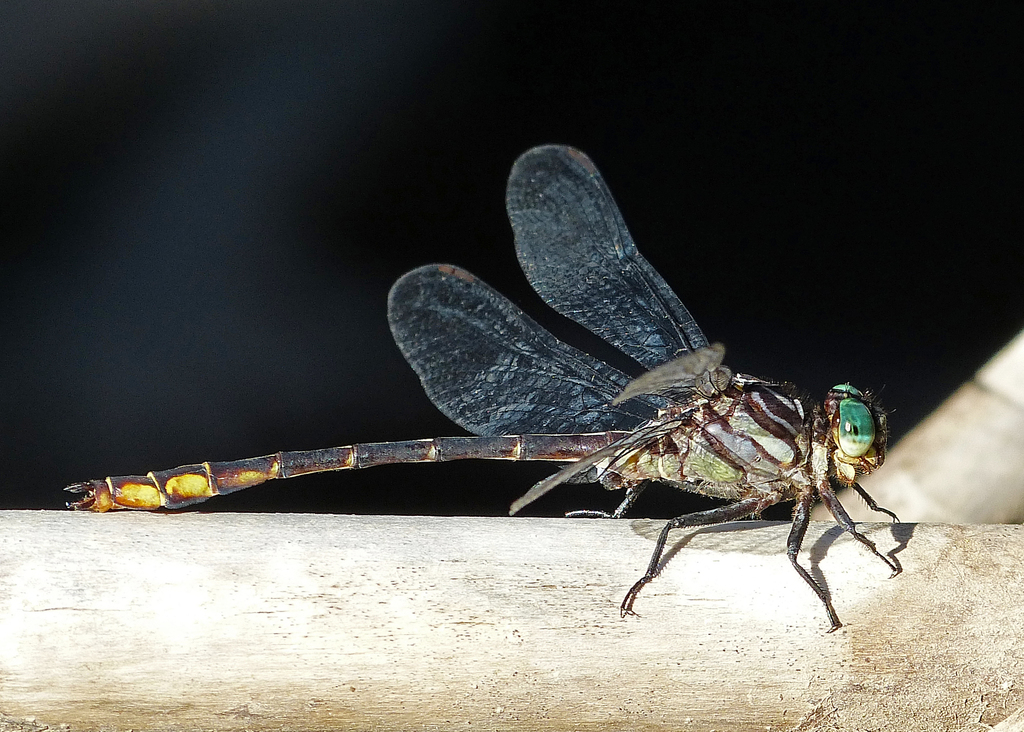 Laura's Clubtail from norfolk county, on on August 6, 2012 at 05:36 PM ...