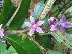 Image of Cuatresia harlingiana