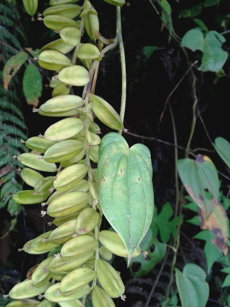 Cinnamon vines from Mindo, Ecuador on April 02, 2018 at 1038 AM by