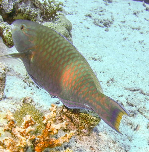 parrotfish, lovelyclemmy