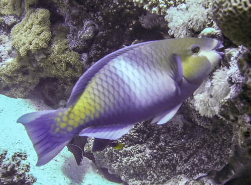 parrotfish, lovelyclemmy