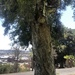photo of Broad-leaved Paperbark (Melaleuca quinquenervia)