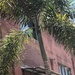 photo of Queen Palm (Syagrus romanzoffiana)