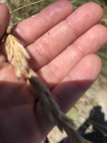 photo of Creeping Wild Rye (Leymus triticoides)