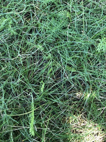 photo of Smooth Meadow-grass (Poa pratensis)