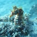 Observation photo