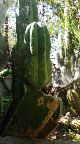 San Pedro Column Cactus (Echinopsis pachanoi)  iNaturalist