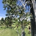 photo of Blue Oak (Quercus douglasii)