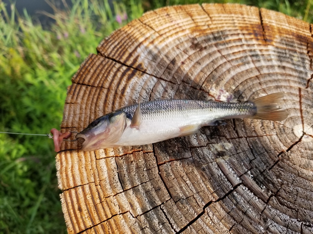 Creek Chub from Crossroad Park, Portage, MI, USA on July 30, 2021 at 05 ...