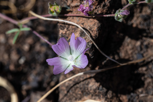 valley checkerbloom (Sidalcea hartwegii)