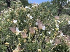 Grand Canyon Rose (Sensitive Plants of the Kaibab National Forest) ·  iNaturalist