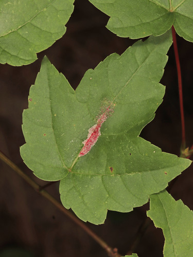 Aculus minutissimus