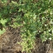 photo of Common Lambsquarters (Chenopodium album)